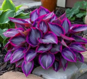 Хоста Сикрет Гарденс купить по цене от 549р. в интернет-магазине «Посадика» с доставкой почтой в в Апатитые и по всей России – [изображение №1].