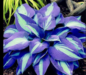 Хоста Аурелия купить по цене от 450р. в интернет-магазине «Посадика» с доставкой почтой в в Апатитые и по всей России – [изображение №1].