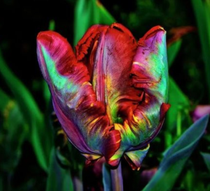 Тюльпан Эирпрайз купить по цене от 270р. в интернет-магазине «Посадика» с доставкой почтой в в Апатитые и по всей России – [изображение №1].