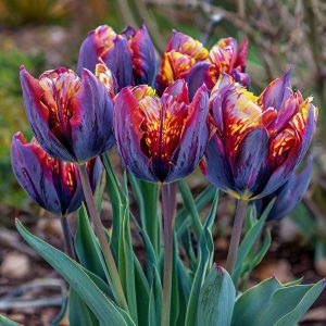 Тюльпан Опал Дрим купить по цене от 207р. в интернет-магазине «Посадика» с доставкой почтой в в Апатитые и по всей России – [изображение №1].