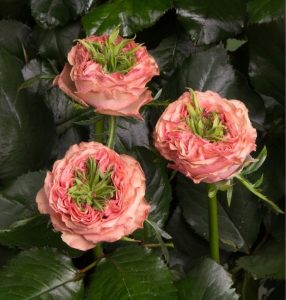 Роза Амбер Инчант купить по цене от 495р. в интернет-магазине «Посадика» с доставкой почтой в в Апатитые и по всей России – [изображение №1].