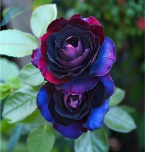 Роза Скарлет Рэвери купить по цене от 489р. в интернет-магазине «Посадика» с доставкой почтой в в Апатитые и по всей России – [изображение №1].