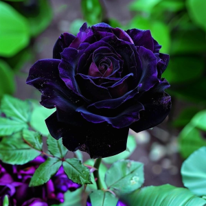 Роза Блэк Пантер купить по цене от 319р. в интернет-магазине «Посадика» с доставкой почтой в в Апатитые и по всей России – [изображение №1].