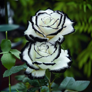 Роза Силк Ивин купить по цене от 319р. в интернет-магазине «Посадика» с доставкой почтой в в Апатитые и по всей России – [изображение №1].