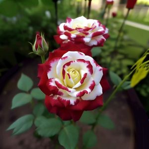 Роза Роял Глом купить по цене от 401р. в интернет-магазине «Посадика» с доставкой почтой в в Апатитые и по всей России – [изображение №1].