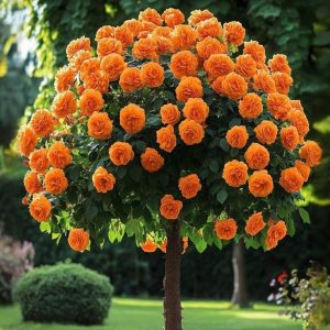 Роза Солнечный Шарм купить по цене от 349р. в интернет-магазине «Посадика» с доставкой почтой в в Апатитые и по всей России – [изображение №1].