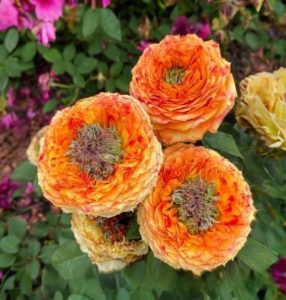 Роза Золотой Мираж купить по цене от 420р. в интернет-магазине «Посадика» с доставкой почтой в в Апатитые и по всей России – [изображение №1].