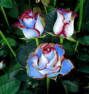 Роза Сафайер Пэтл купить по цене от 450р. в интернет-магазине «Посадика» с доставкой почтой в в Апатитые и по всей России – [изображение №1].