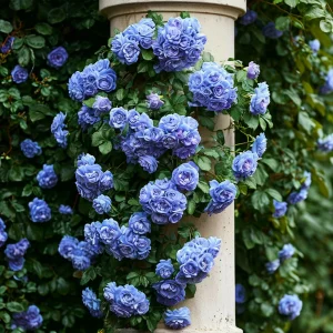 Роза плетистая Блю Перпл купить по цене от 540р. в интернет-магазине «Посадика» с доставкой почтой в в Апатитые и по всей России – [изображение №1].